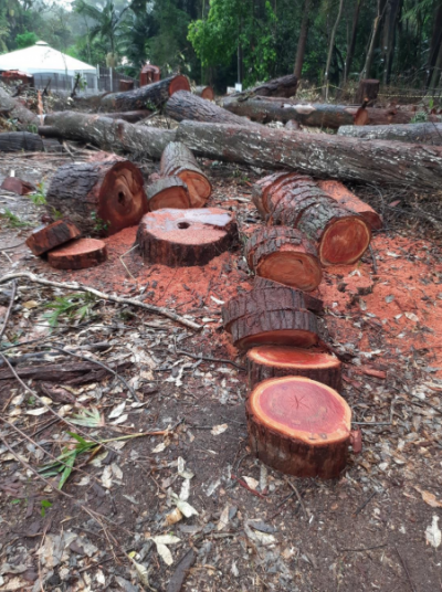 reprodução do parecer do CAEx